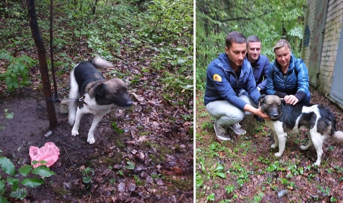 Šunį pasmerkė žiauriai mirčiai: miške batraiščiu pririšo prie medžio ir paliko