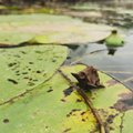 В озере Жувинтас снова обнаружено очень редкое растение