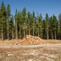 „Baltijos miškai 2012“ pasirengę startui