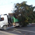 Uteną šiemet džiuginsiančią eglę padovanojo saugodami savo namą