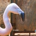 Brazilijos zoologijos sode gyvenančiam flamingui – nauja koja