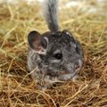 Chinchilla farming one of most profitable businesses in Lithuania