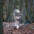 В Литве увеличен лимит отстрела волков