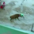 Bėgime su buliais Peru sužeisti šeši žmonės