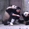 Niekas nemėgsta gerti vaistų: linksmos išdykusių pandų ir prižiūrėtojo imtynės