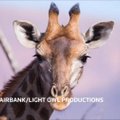 „Timelapse“ filmuke – įspūdžiai iš safario Pietų Afrikoje