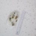 Žiemiškos pėdsekių klajonės Biržų girioje: vilko pėdsakai ir uralinės pelėdos