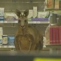 Melburno oro uosto vaistinėje netikėtai apsilankė kengūra