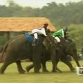 Tailande prasidėjo Karaliaus taurės dramblių polo turnyras