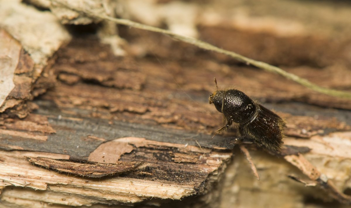 Ips typographus