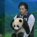 Zoologijos sode debiutavo Taivane gimusi pandų jauniklė