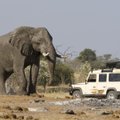 Gamta kerštauja: dramblys mirtinai sutrypė brakonierių