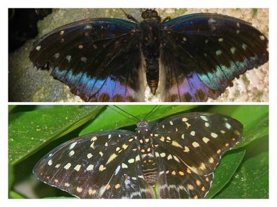 Taip atrodo vyriškos (viršuje) ir moteriškos (apačioje) lyties drugelis. Savanoriui pavyko rasti  drugelį, kurio pusė buvo tokio, ir pusė kitokio