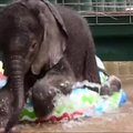 Mielas vaizdelis: 90 kilogramų sveriantis drambliukas maudosi vaikiškame baseine