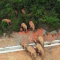 Tęsiasi mėnesius trunkanti azijinių dramblių kelionė šiaurės kryptimi