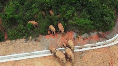 Tęsiasi mėnesius trunkanti azijinių dramblių kelionė šiaurės kryptimi