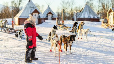Važinėjimas haskių kinkiniu – viena populiariausių pramogų Laplandijoje