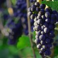Gurmaniška kelionė: La Riochos vynuogių derliaus nuėmimo šventė