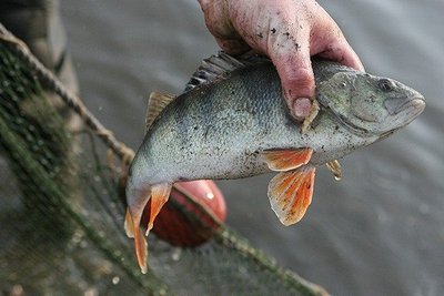 Nelegali žvejyba pražudo tūkstančius atsitiktinių žuvų