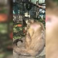 Kraupūs vaizdai Klaipėdos zoologijos sode: voljeruose – sužalotos beždžionės