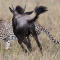 Nesėkminga medžioklė: antilopė nusprendė išvelėti gepardui kailį
