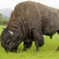 Vud Bafalo nacionalinis parkas - čia karaliauja bizonai