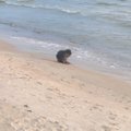 Maudymosi sezoną Palangos paplūdimyje atidarė bebras