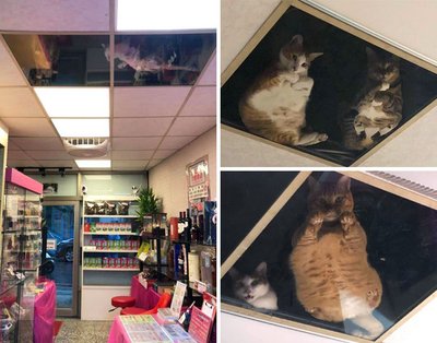 Gyvūnų prekių parduotuvėje įrengė permatomas lubas, per kurias aukščiau gyvenančios katės gali stebėti pirkėjus.