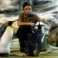 Berlyno zoologijos sode homoseksualūs pingvinai peri kiaušinį