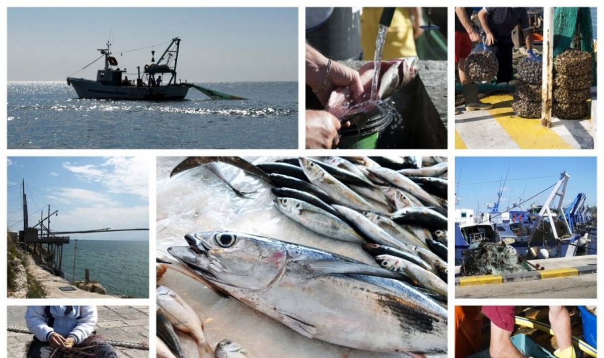 Komercinė žvejyba ženkliai menkina žuvų išteklius jūrose