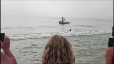 Ispanijoje melsvasis ryklys išgąsdino poilsiautojus: atplaukė į paplūdimį