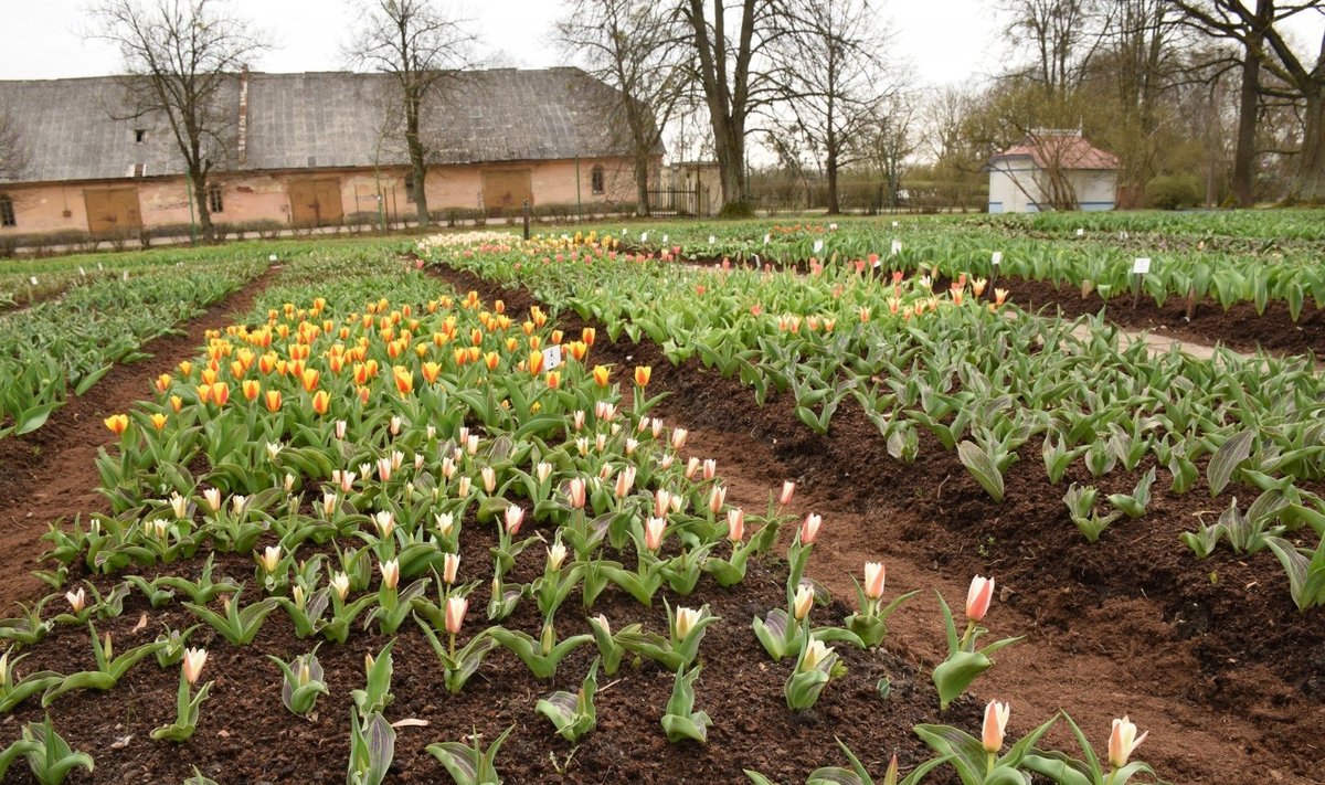 Kauno botanikos sode - tulpių žydėjimas 