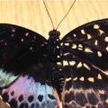 Gamtos išdaigos: drugelis, turintis dvi lytis