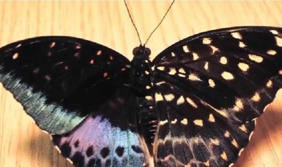 Dvilytis drugelis, kurį atrado savanoris drugelių parodoje Filadelfijoje