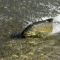 Prasideda didinga karališkų žuvų kelionė: aplinkosaugininkai stos į kovą su brakonieriais