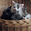 Gyvūnų globos organizacija kviečia kartu rūpintis kačiukais