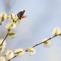 Lietuvos mokslininkai mokosi suprasti, ką kalba gamta