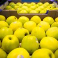 Prekybininkai laukia obuolių kainų pokyčio