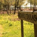 Gintarais viliojantis Lietuvos ežeras – unikali vieta skirta nebijantiems gamtos