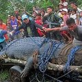 Filipinuose sugautas milžiniškas krokodilas