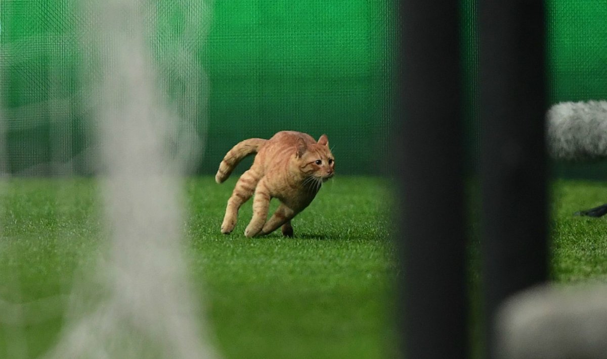 "Besiktas" - "Bayern" mače aikštėje pasirodė katinas