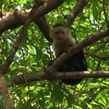 Meksike iš privačių namų pabėgusi beždžionė spruko į JAV ambasadoriaus rezidenciją