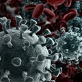 VU mokslininkai nustatė, kaip ilgai išlieka antikūnai prieš koronavirusą