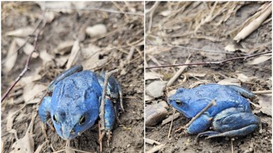 Настоящая экзотика – в Литве сейчас можно увидеть голубых лягушек