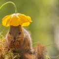 Labai mielas kadras: voveraitė rado kepurę