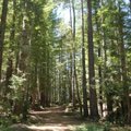 Netradicinės kapinės Kalifornijoje: aplankyti mirusį artimą – į mišką