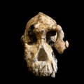 Rasta itin gerai išsilaikiusi beveik 4 milijonų metų senumo kaukolė: tai – žmonių evoliucijos ikona