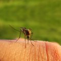 Если вы ждете ребенка - приготовьтесь к нападению комаров: почему беременные чаще привлекают кровососов
