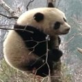 Kodėl panda iškeitė bambuką į antilopės kaulą?