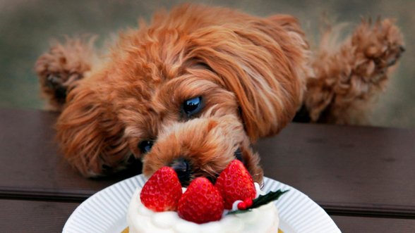 Šunų maitinimosi įpročiai: kada verta sunerimti?
